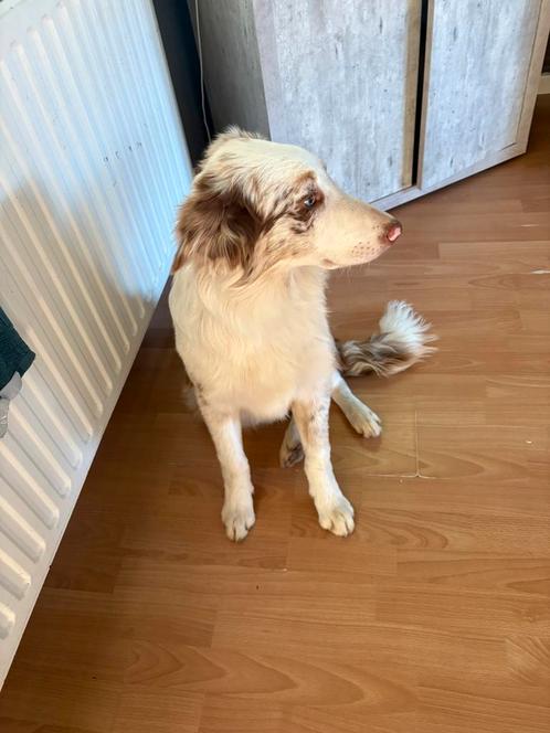 Border collie redmerle reu, Dieren en Toebehoren, Honden | Herdershonden en Veedrijvers, Reu, Collie, Fokker | Hobbymatig, Eén hond