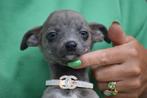 Whippet pups beide ouders hier aanwezig, België, Whippet, 8 tot 15 weken, Meerdere