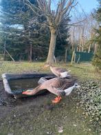 Boerenganzen, Dieren en Toebehoren, Pluimvee, Meerdere dieren, Gans of Zwaan