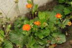 Geum coccineum 'Koi' (nagelkruid), Tuin en Terras, Planten | Tuinplanten, Volle zon, Vaste plant, Zomer, Ophalen