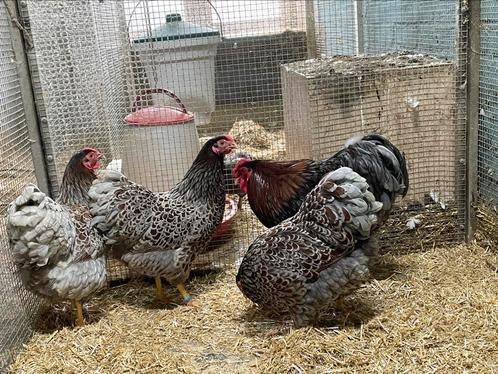 Kuikens wyandotte kriel goudblauwgezoomd, Dieren en Toebehoren, Pluimvee