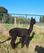 Jonge merrie met veel potentie, Décembre, Femelle