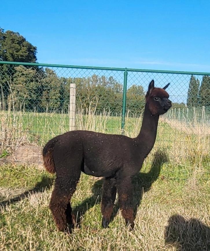 Jonge merrie met veel potentie, Dieren en Toebehoren, Overige Dieren, Vrouwelijk, December