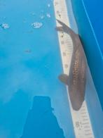 2 x Japanse Koi black diamond, Dieren en Toebehoren, Vissen | Vijvervissen