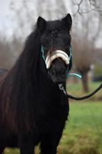 **KNAPPE & GROTE BIJNA 3 JARIGE NSPS SHETLANDER RUIN**, Hongre, Poney de récréation, Poney A (jusqu'à 1.17 m), Avec pedigree