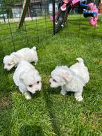 Maltezer pups mini, Parvovirose, Plusieurs, Belgique, 8 à 15 semaines