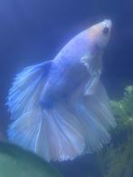 2  mâles  betta / combattants Halfmoon, Dieren en Toebehoren, Ophalen