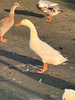 Mooi koppel loopeenden, Dieren en Toebehoren, Pluimvee