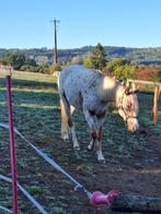 Hongre appaloosa super brave, Dieren en Toebehoren, Minder dan 160 cm, B, Gechipt, Ruin