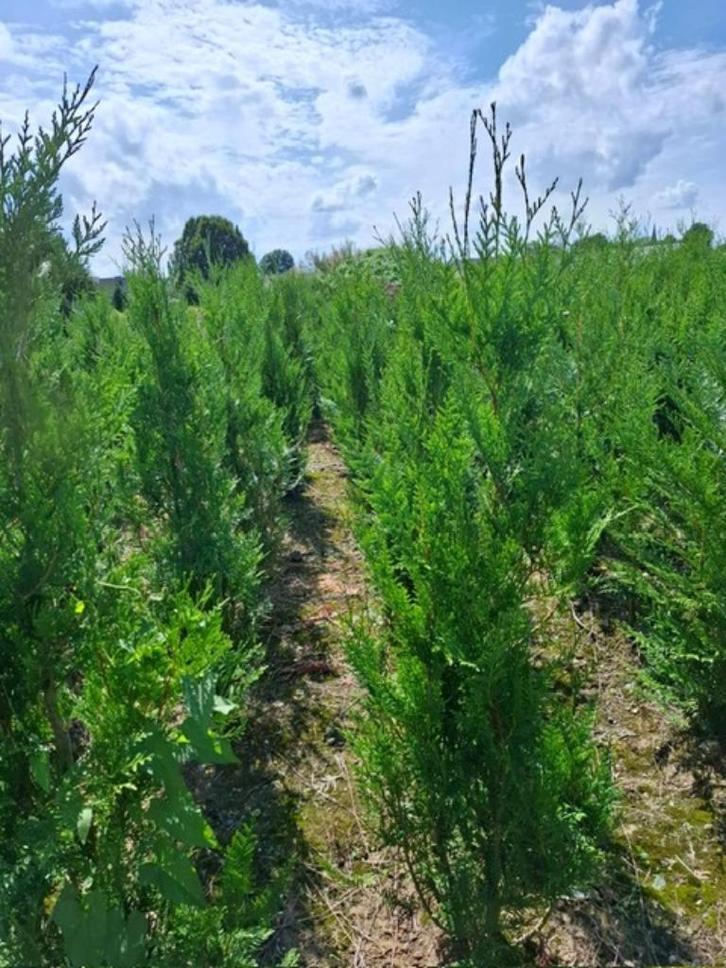 Lauriers et autres haies sempervirentes, Jardin & Terrasse, Plantes | Jardin, Autres espèces, Enlèvement