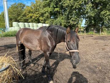 E pony klein paard zwart  en groot paard bruin beschikbaar voor biedingen