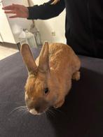 Gratis, Dieren en Toebehoren