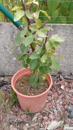 Pruimen boom, Ophalen