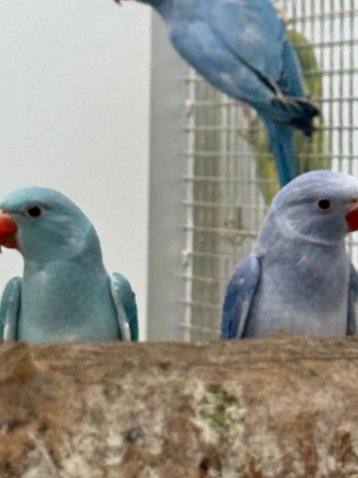 Jonge halsbandparkieten halsband parkiet voor tam te maken, Dieren en Toebehoren, Vogels | Parkieten en Papegaaien, Parkiet, Meerdere dieren