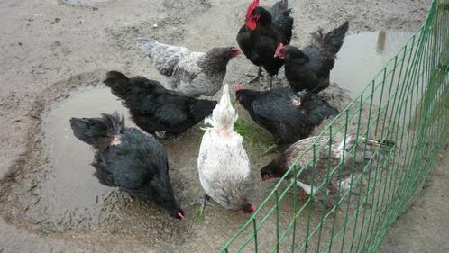Broedeieren van australorp kippen groothoender,vleeskippen, Animaux & Accessoires, Volatiles