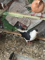 mooi duiven, Dieren en Toebehoren, Vogels | Duiven