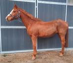 Toffe vosse BWP merrie schofthoogte ongeveer 1m70, Dieren en Toebehoren, Merrie