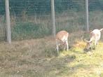 Damhert bok 17 maanden, Mannelijk, 0 tot 2 jaar
