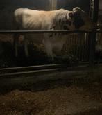 Roodbonte holstein stier, Dieren en Toebehoren, Runderen, Mannelijk, 0 tot 2 jaar