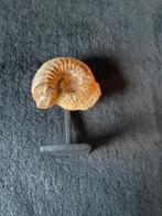Ammonite, Fossile, Enlèvement ou Envoi