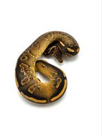 Diverse Python regius - Koningspythons, Dieren en Toebehoren, Reptielen en Amfibieën