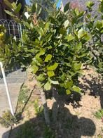 Laurierplant, Tuin en Terras, Planten | Bomen, Ophalen