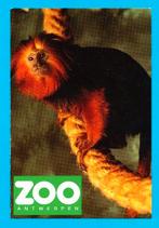(s42) Zoo Antwerpen Goudkopleeuwaap, postkaart, Verzamelen, Verzenden, Gebruikt