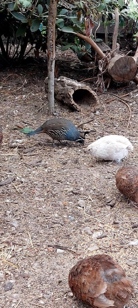 Californische kuifkwartel haan, Dieren en Toebehoren, Pluimvee