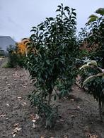 Prunus Lusitanica Angustifolia, Tuin en Terras, Ophalen