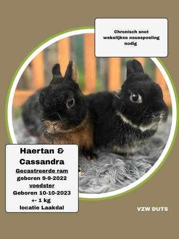 TER ADOPTIE KOPPEL DWERGEN INORDE MET VAC EN CASTRATIE beschikbaar voor biedingen