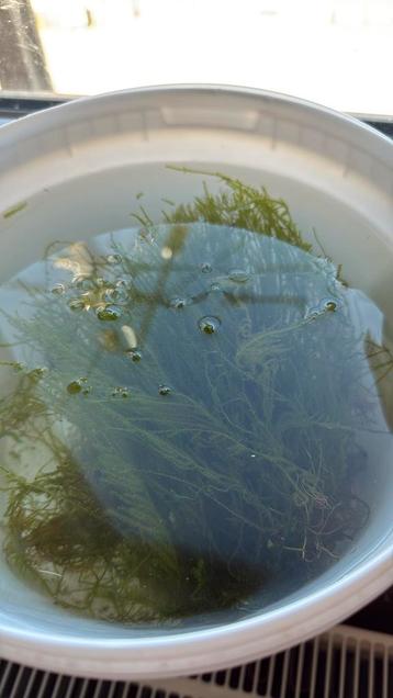 Aquarium moss to give away, Dieren en Toebehoren, Ophalen