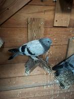 Jonge takla duiven, Dieren en Toebehoren