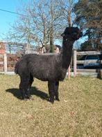 Alpacamerrie te koop, Dieren en Toebehoren