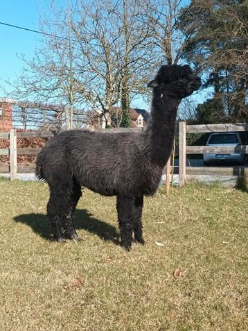 Alpacamerrie te koop beschikbaar voor biedingen