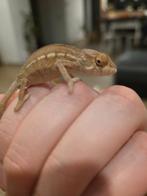 Jeune couple Fucifer pardalis, Dieren en Toebehoren, Ophalen