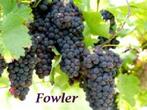 DRUIVELAARS o.a. FOWLER (blauwe druiven) 1/+ mtr,  = 12€/st, Volle zon, Vaste plant, Ophalen of Verzenden, Fruitplanten