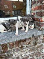 Mooie Jack Russel pups, Dieren en Toebehoren, België, Overige rassen, CDV (hondenziekte), 8 tot 15 weken