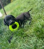 Leuke zwarte labrador pups, Dieren en Toebehoren, Honden | Retrievers, Spaniëls en Waterhonden, België, CDV (hondenziekte), 8 tot 15 weken
