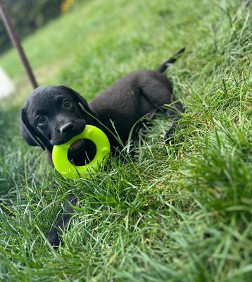 Leuke zwarte labrador pups beschikbaar voor biedingen