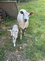 Ooi met ooi lam, Schaap
