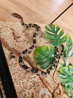 0.0.1 Orthriophis/Elaphe Moellendorffi, Slang, 0 tot 2 jaar