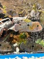 Cichlides special green terror, Poisson, Poisson d'eau douce, Banc de poissons