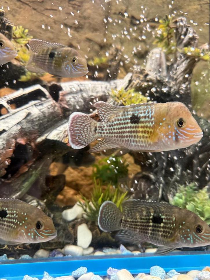 Cichliden Special Green Terror, Dieren en Toebehoren, Vissen | Aquariumvissen, Zoetwatervis, Vis, Schoolvis