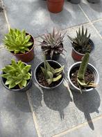 Verzameling 6-tal jonge vetplantjes (3), Ophalen, Vetplant, Minder dan 100 cm