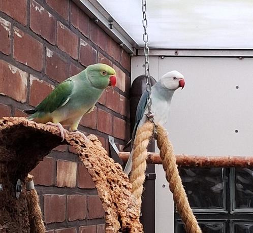 Jong koppel Witkopwitstaart Halsbandparkieten van 2022, Dieren en Toebehoren, Vogels | Parkieten en Papegaaien, Parkiet, Geringd
