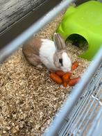 Konijntjes + toebehoren zoeken nieuwe thuis, Dieren en Toebehoren, Knaagdieren, Juli, Mannelijk, Tam