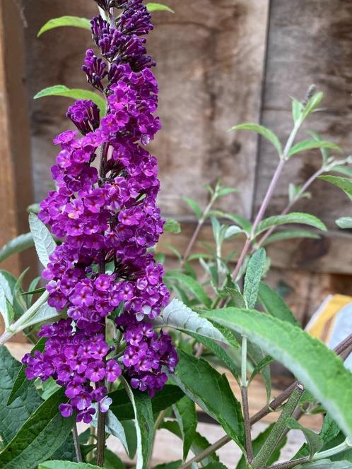 Vlinderstruik, Tuin en Terras, Planten | Struiken en Hagen, Struik, Vlinderstruik, Ophalen of Verzenden