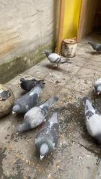 postduiven 3 koppel 10€ stuks, Dieren en Toebehoren, Vogels | Duiven