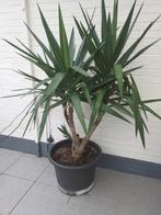 yucca plant, Ophalen, Vaste plant, Overige soorten, Halfschaduw
