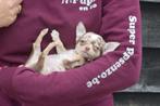 Chihuahua pups mooie keuze, Dieren en Toebehoren, België, 15 weken tot 1 jaar, CDV (hondenziekte), Meerdere